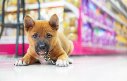 Novo comportamento do público impulsiona mercado de produtos para pets